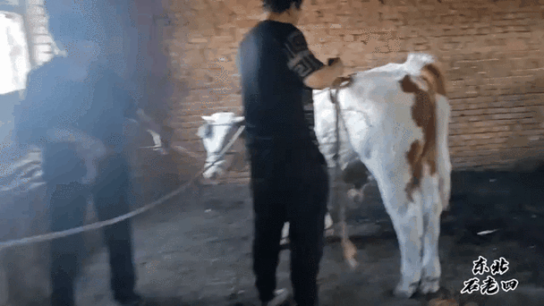 抓牛技巧让牛不动