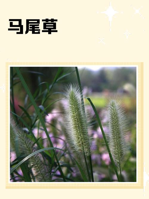 马尾巴的功效与作用
