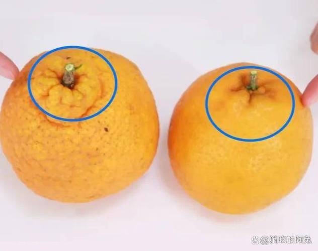 西柚和柚子有区别吗