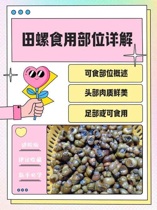 吸田螺的食用注意事项