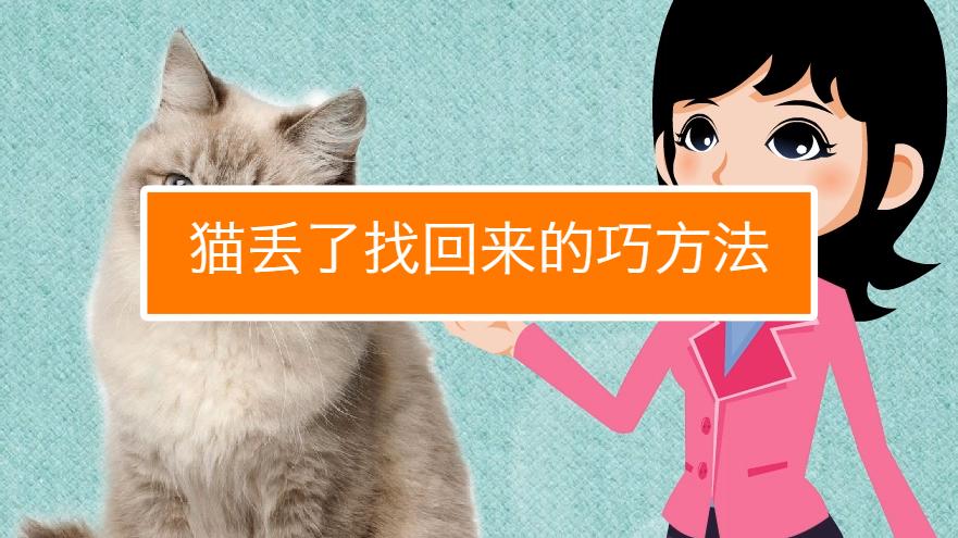 猫不见了怎么找回来土方法