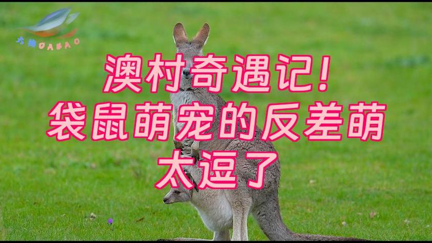 澳大利亚袋鼠图片缩略图