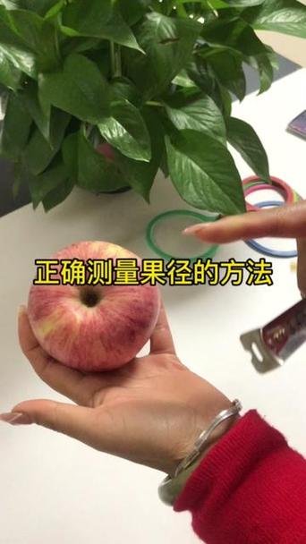 70果径的果子多大