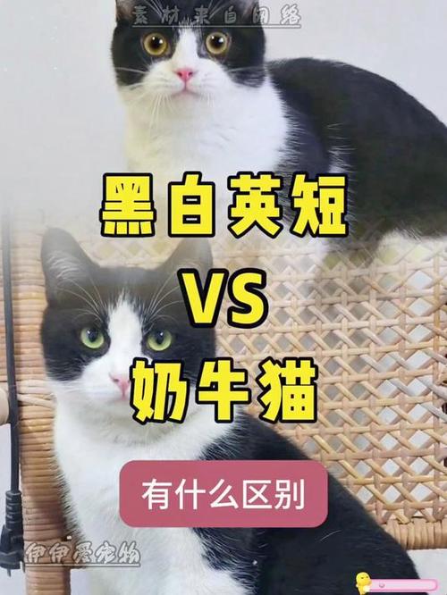 黑白猫与奶牛猫的区别
