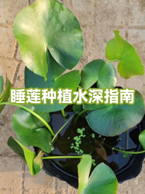 盆栽睡莲种植图标