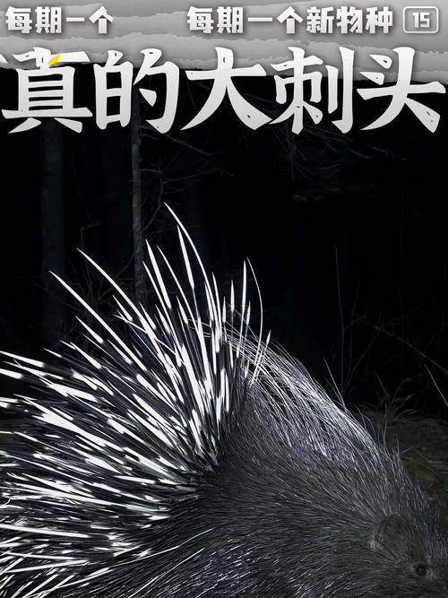 追猎天花板刺头
