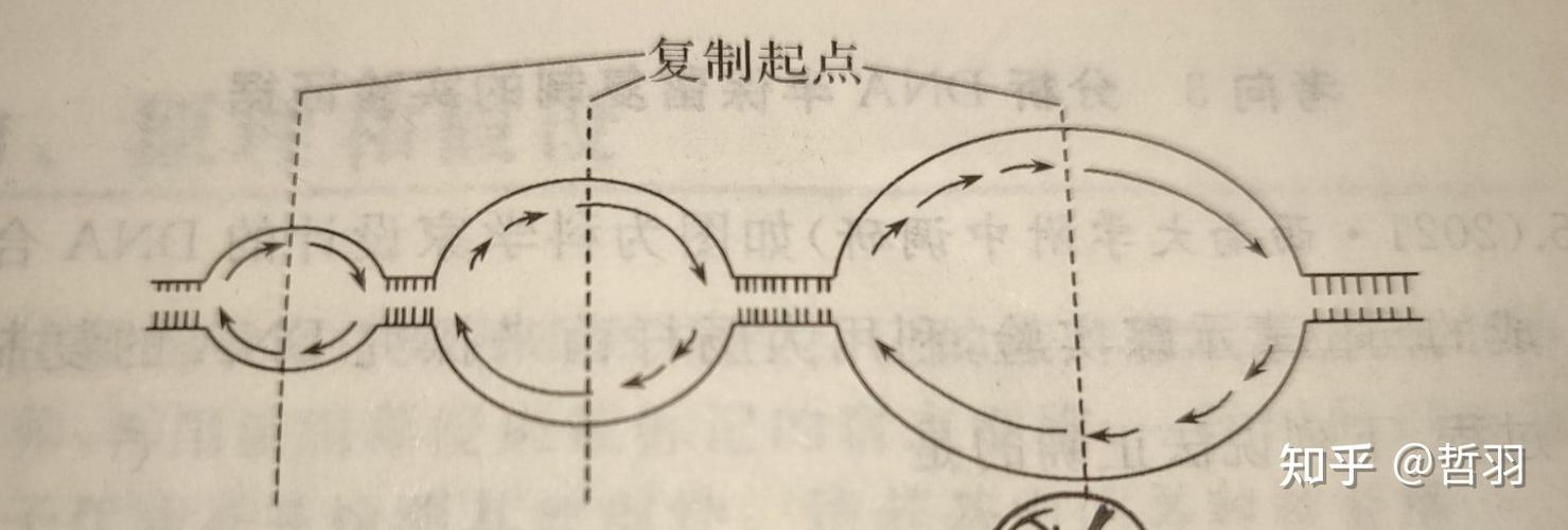 多起点复制