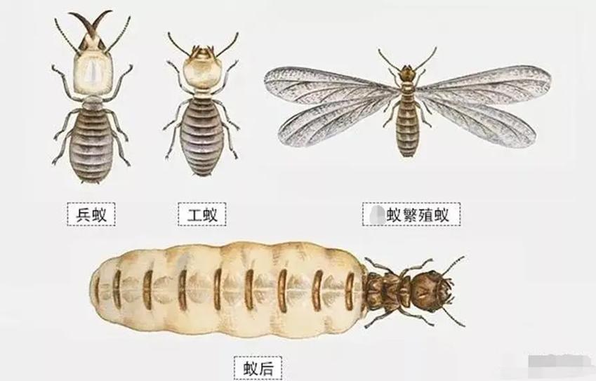 怎样分辨蚂蚁是公是母图标