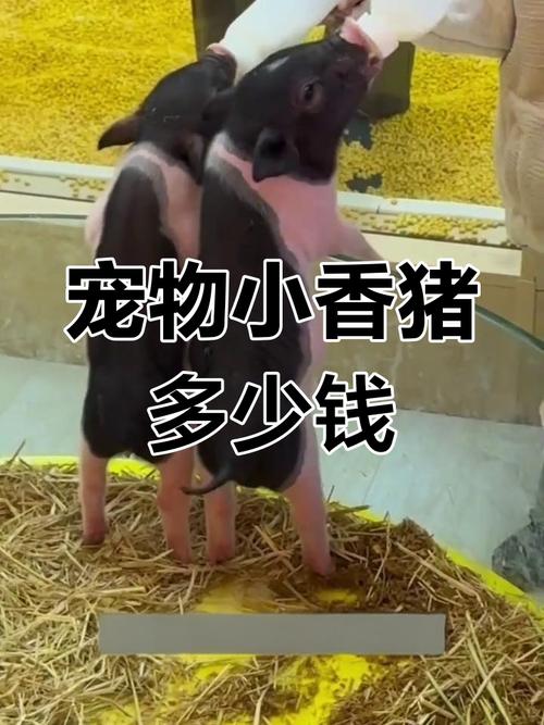乖猪能赚钱吗