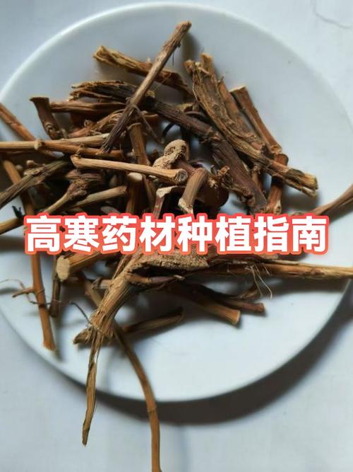 中草药降血压什么药最好