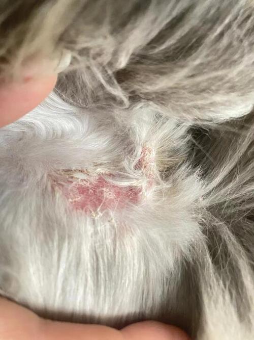 猫癣能治好吗图标