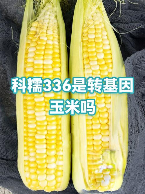 糯米玉米是转基因的吗截图