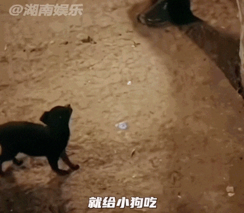 烂狗总裁的日常