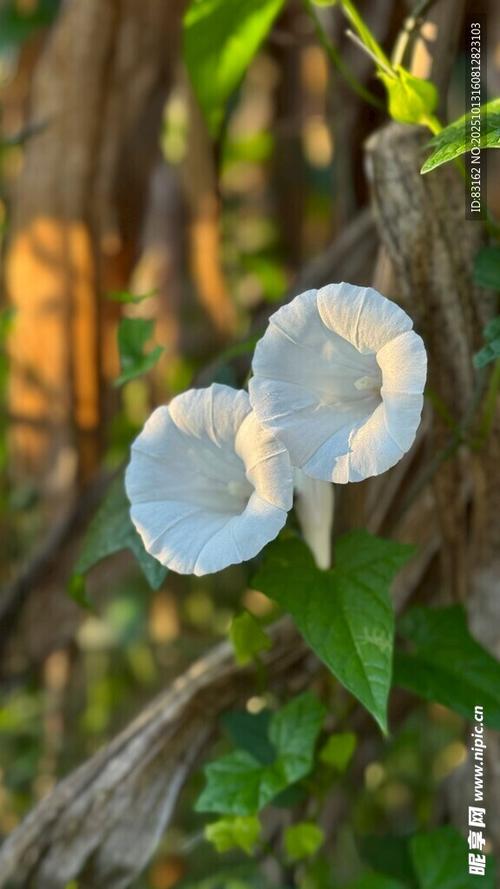 牵牛花最新版本缩略图