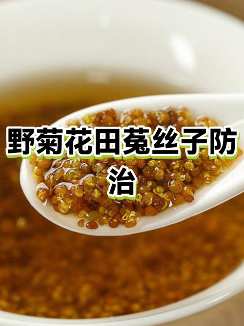 菟丝子治什么病最好