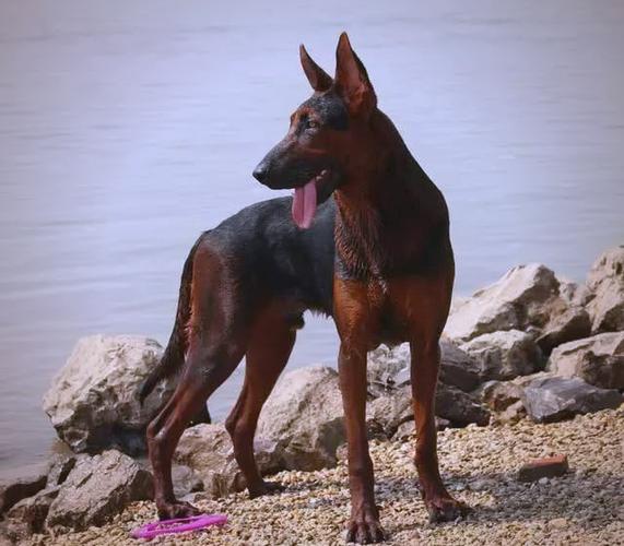 红犬