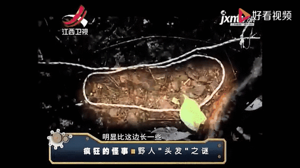仓鼠突然毛发像沾了水