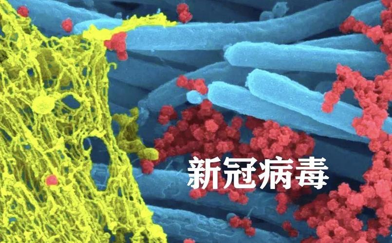 全国新型病毒实况