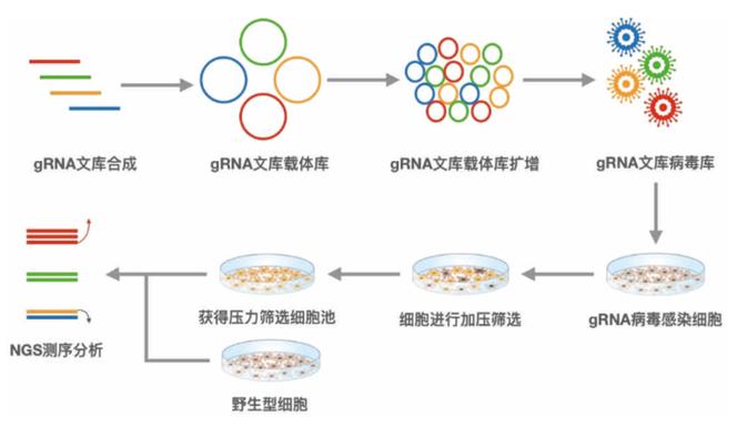 snapgene软件正版