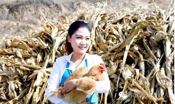 养鸡专业户高琳 视频