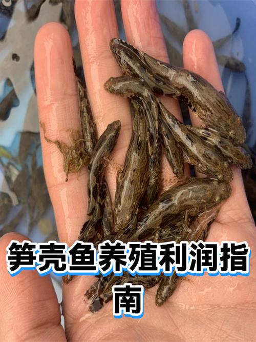 一般卖鱼有多少利润图标