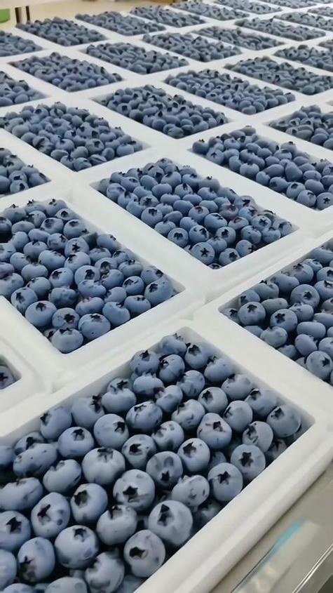 云南蓝莓是什么品种