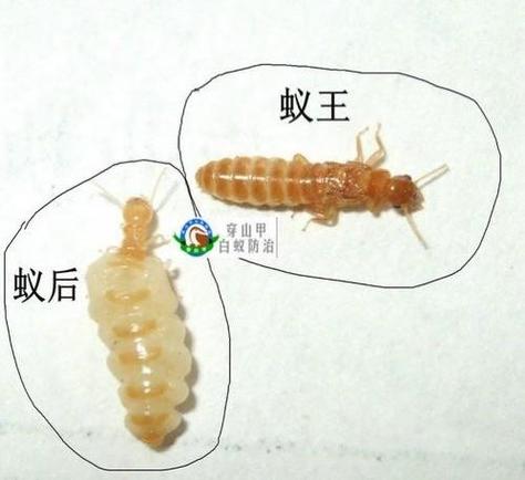 小蚂蚁蚁后长什么样图片
