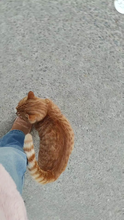 猫一直叫还蹭来蹭去的是什么原因图标