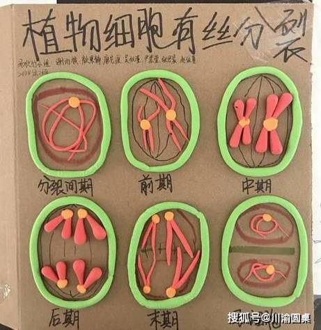 生物实验的三大模型截图