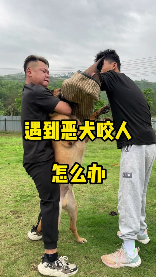 比特犬咬人