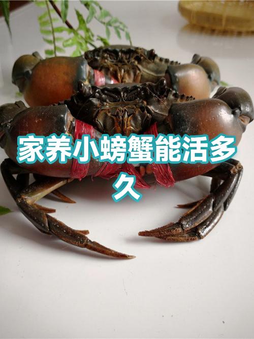 螃蟹寿命一般多少年
