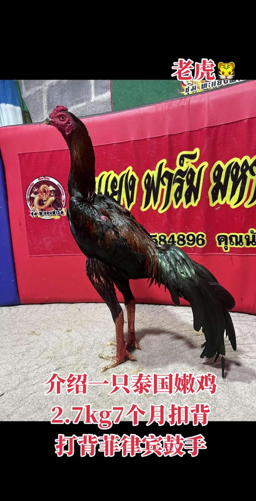 斗鸡打什么部位最厉害截图