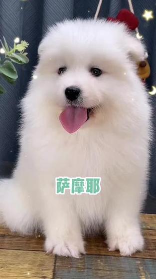 白色大狗萨摩耶