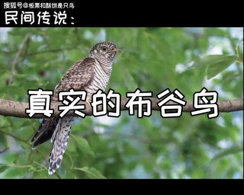 如何填写小鸟叫的内容