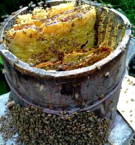 蜜蜂窝怎么吃法