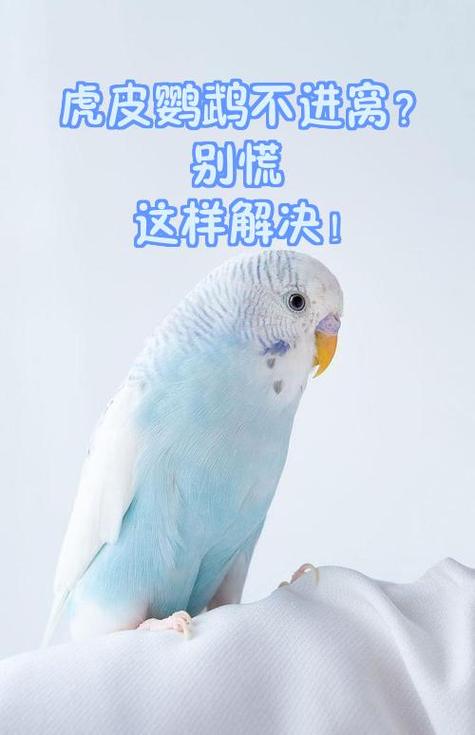 虎皮鹦鹉连窝怎么办
