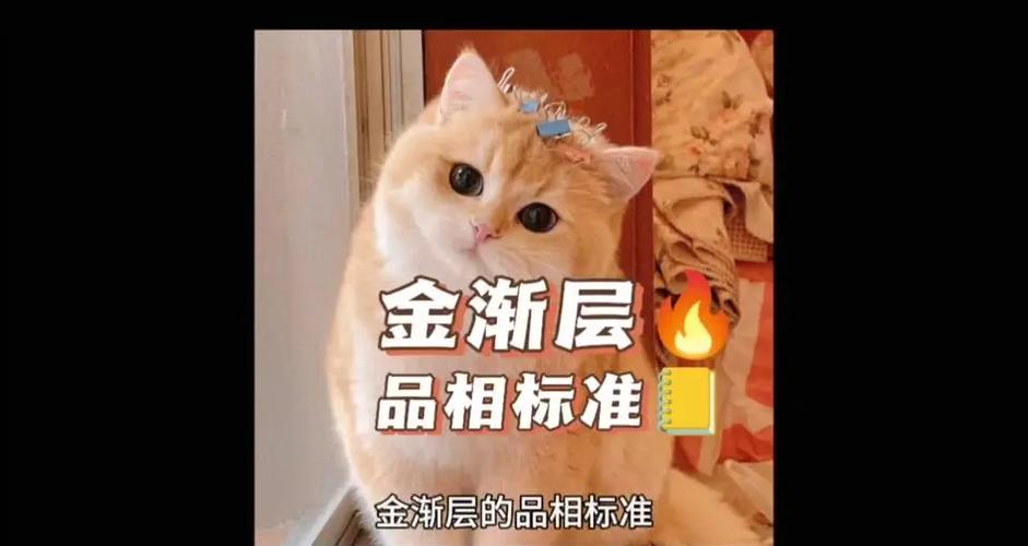 挑选金渐层猫的方法