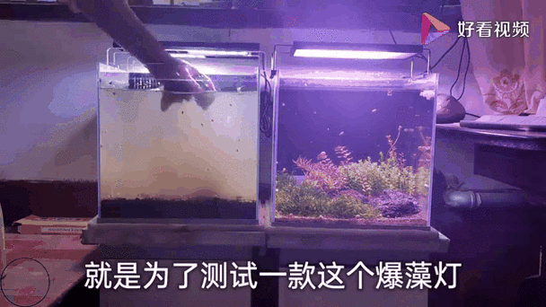 鱼缸灯晚上开灯的危害