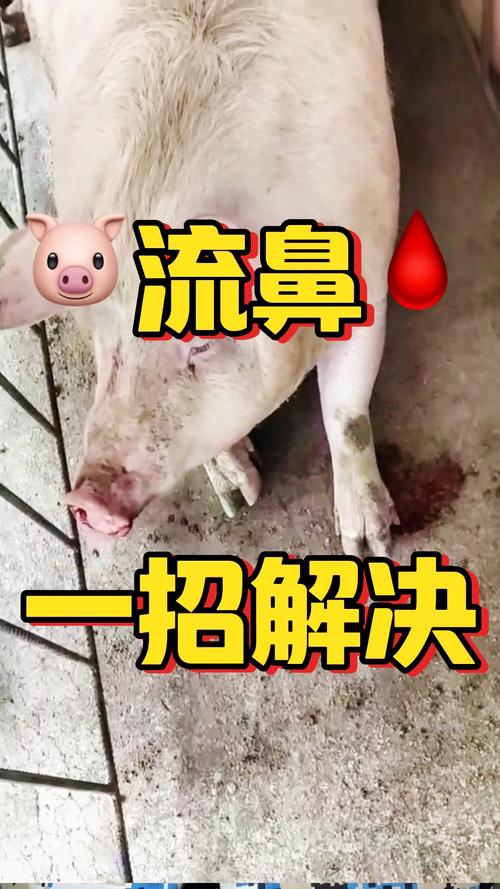 猪流鼻血是什么原因怎么治疗