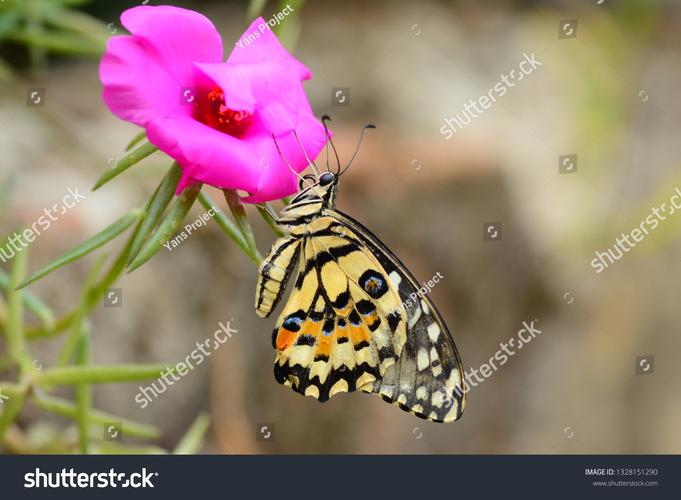 butterflies