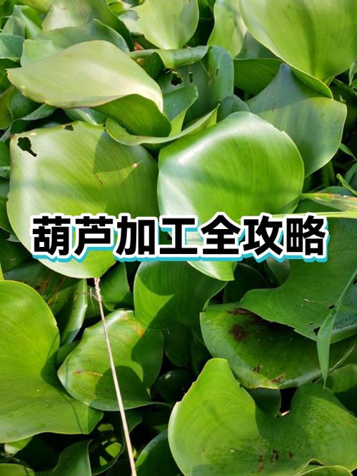 自己动手加工葫芦方法