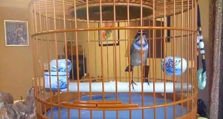 养一只鸟