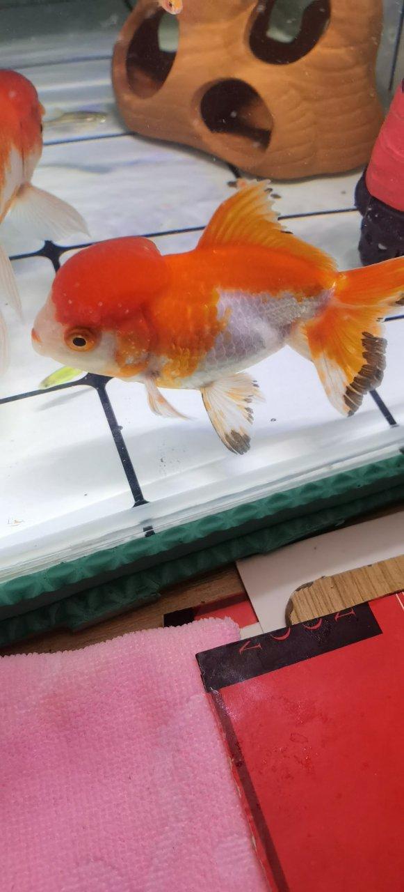 鱼鳃旁边长了白色东西截图