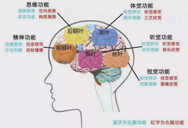延脑是生命中枢吗