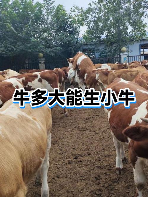 牛可以生几个小牛截图