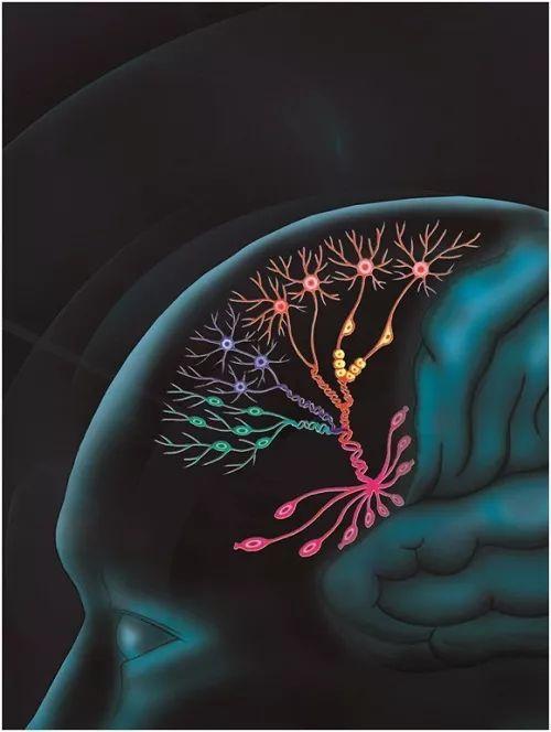 单细胞生物有脑子吗