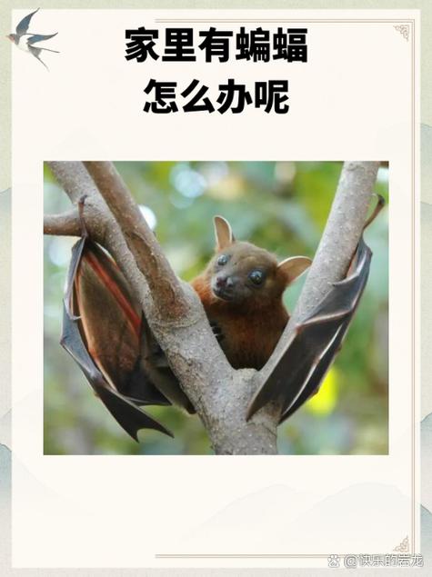 蝙蝠是吉利还是不吉利图标