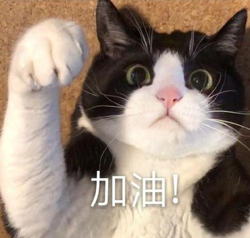 猫猫加油