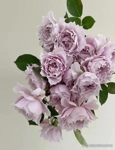 月季花价格表