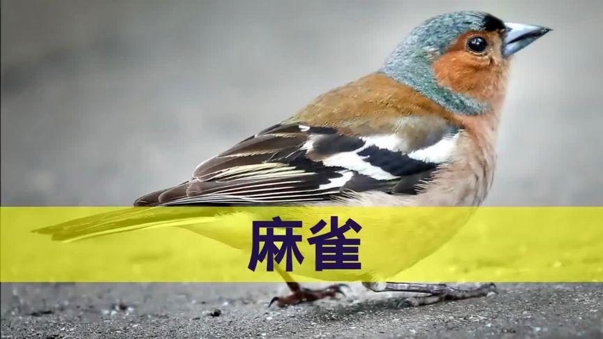 麻雀叫声mp3试听